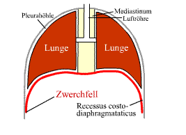 diaphragm in bhastrika