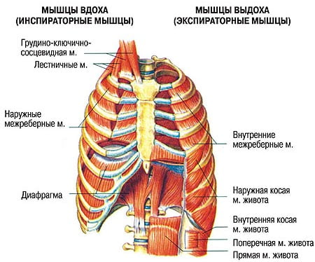 йогатерапия очистительное дыхание