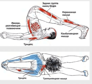 халасана halasana
