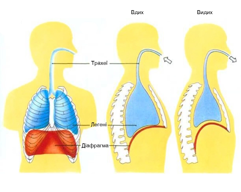 Йогатерапія Очисне дихання