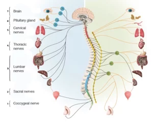Ganglia of ANS and their correlation with chakras